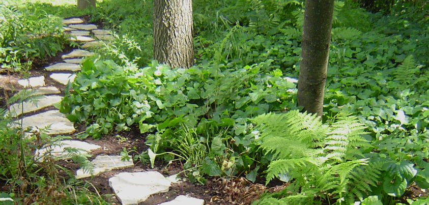 Native Woodland - Perennial Garden