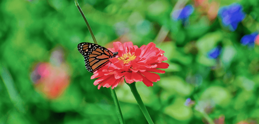 Park Low Maintenance - Perennial Garden