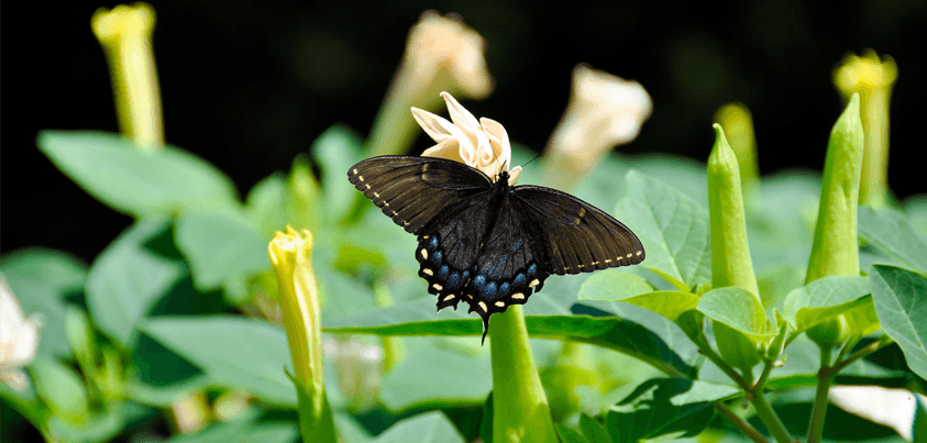 Perennial Gardens - Wisconsin