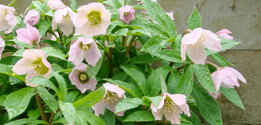 Perennial Gardens - Menomonie, Wisconsin
