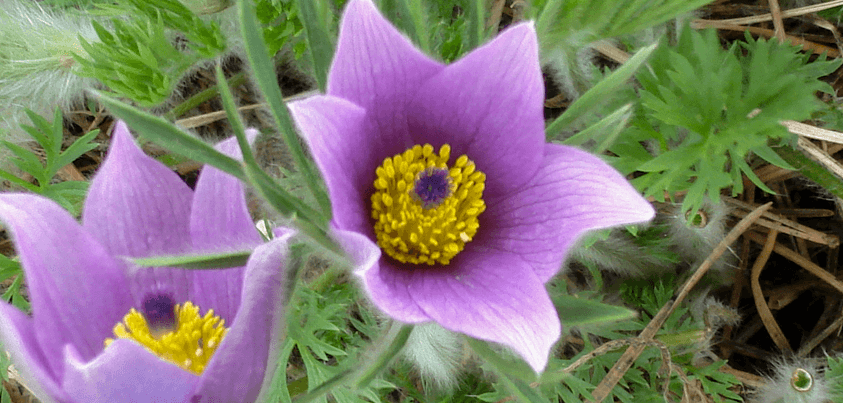 Perennial Gardens - Wisconsin