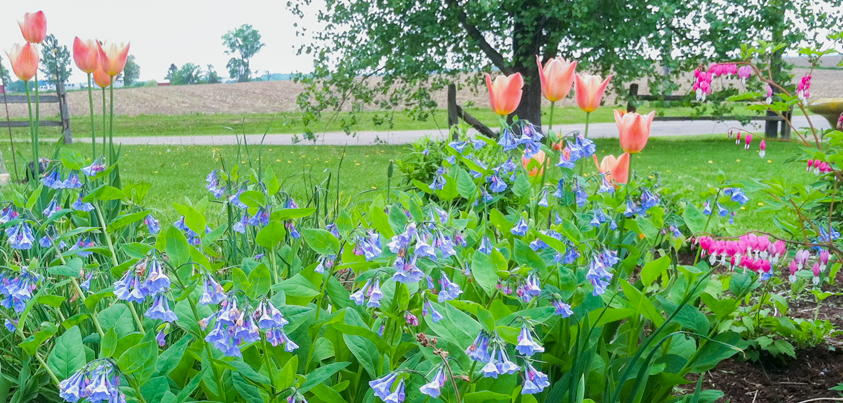 Park Low Maintenance - Perennial Garden