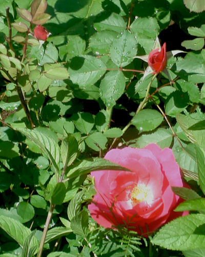 Garden Design Menomonie, Wisconsin