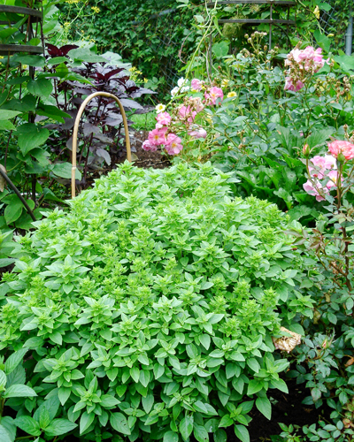 Garden Design Menomonie, Wisconsin